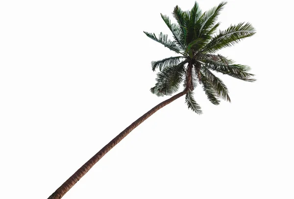 코코넛 야 자 나무 흰색 배경에 고립입니다. 클리핑 경로 포함. — 스톡 사진