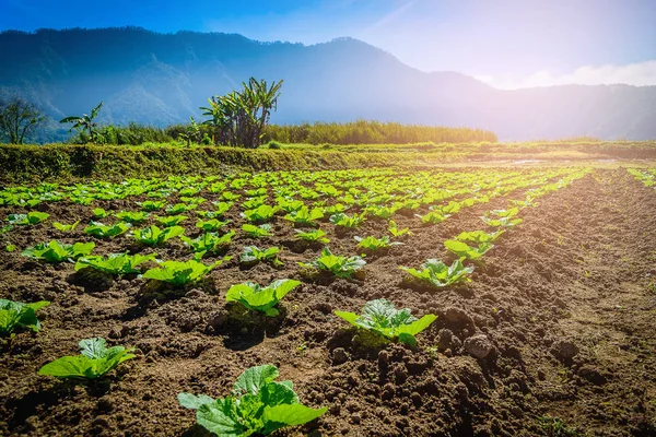 Potager près de la rivière de montagne le matin le jour d'été . — Photo