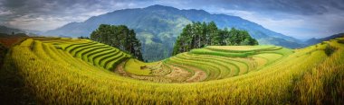 Sabahları Mu Cang Chai, Yenbai, Vietnam, ahşap köşk ile pirinç tarlaları teraslı.