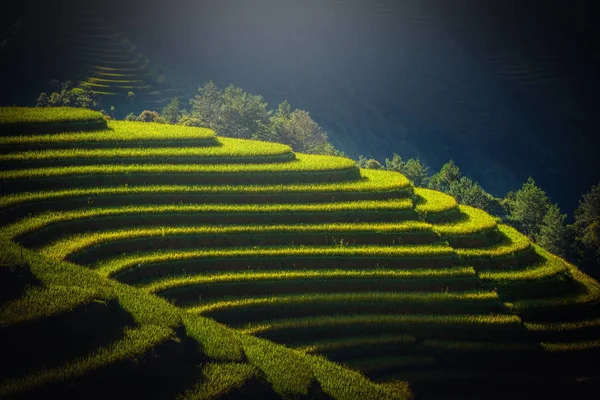 Reisfelder auf Terrassen bei Sonnenaufgang in mu cang chai, yenbai, vietnam. — Stockfoto