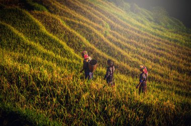 Pirinç tarlaları de Mu Cang Chai, Yenbai, Vietnam gün batımında Teras üzerinde yürüyen kadınlar.