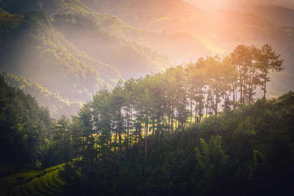 Kiefer auf einem Berg in der Nähe von Reisfeldern auf Terrassen bei Sonnenaufgang in mu cang chai, yenbai, Vietnam. — Stockfoto