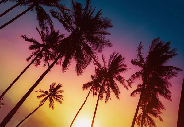 Silhouette Kokospalmen Strand Bei Sonnenuntergang Vintage Ton — Stockfoto