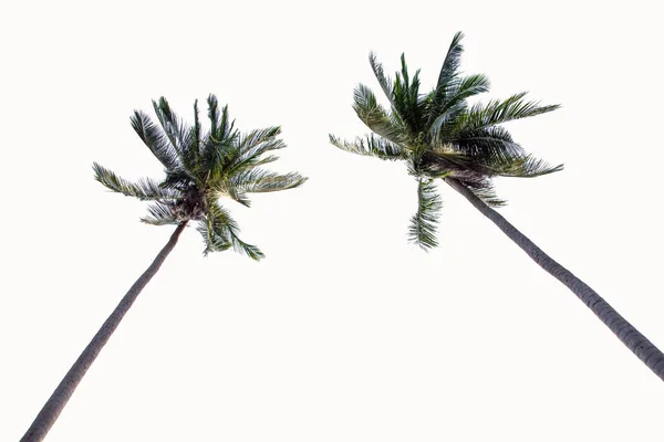 Dos palmeras de coco aisladas sobre fondo blanco . —  Fotos de Stock