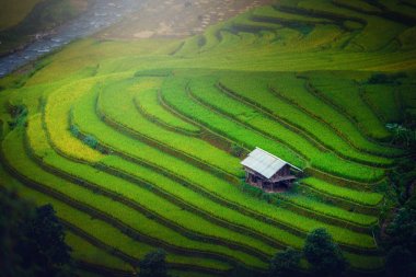 Gündoğumu de Mu Cang Chai, Yenbai, Vietnam, ahşap köşk ile pirinç tarlaları teraslı.