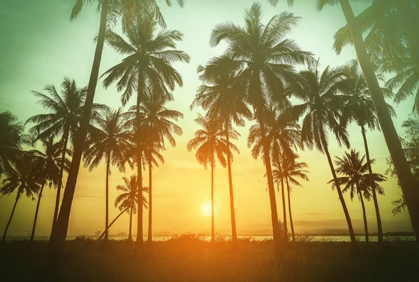 Palme da cocco silhouette sulla spiaggia al tramonto. tono vintage. — Foto Stock