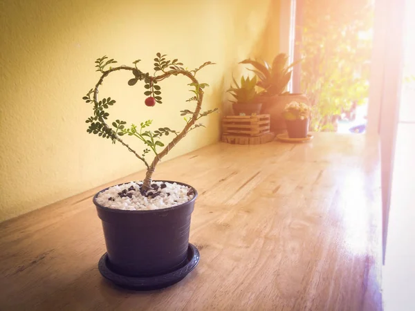 Φυτού σε ένα δοχείο ξύλινο τραπέζι σε σχήμα καρδιάς. Vintage ύφος — Φωτογραφία Αρχείου