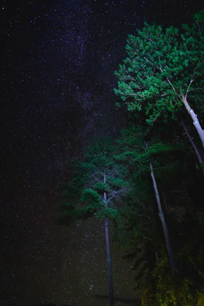 Paysage avec des étoiles sur l'arbre. Ciel nocturne avec étoiles. Photographie longue exposition . — Photo