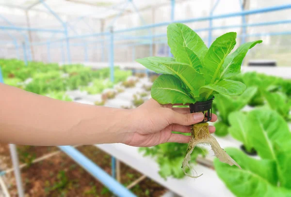 Фермер збирати зелений органічних гідропоніки салат овочів у фермі, Таїланд. Вибірковий фокус — стокове фото