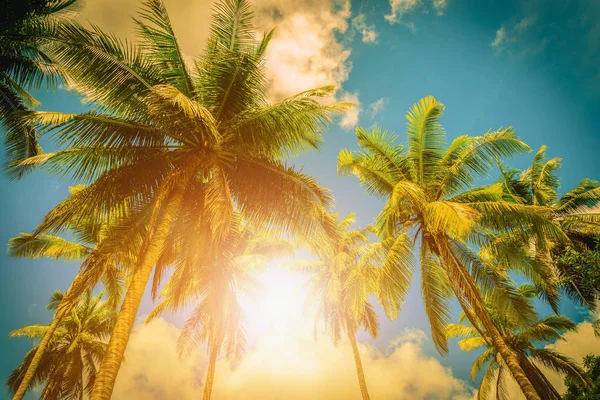 푸른 하늘 배경에 햇빛 코코넛 팜 트리. 빈티지 톤 — 스톡 사진