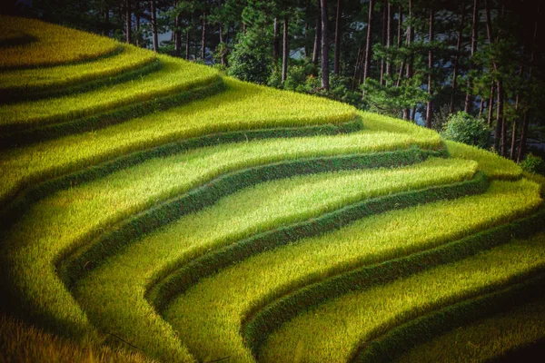 Campos de arroz em terraço com pavilhão de madeira ao pôr do sol em Mu Cang Chai, YenBai, Vietnã . — Fotografia de Stock