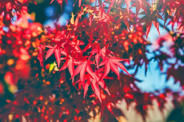 Feuille d'érable japonaise rouge et jaune d'automne dans le jardin avec sunligh — Photo