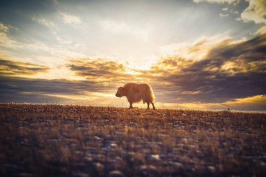 Baik 'teki Olkhon Adası' nda günbatımında çimlerin üzerinde öküz (Bos mutus)