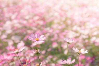 Güneş ışığı ile bahçede Cosmos çiçek. Vintage sesi