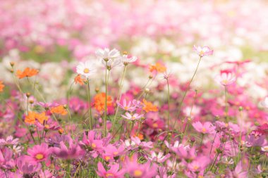 Güneş ışığı ile bahçede Cosmos çiçek. Vintage sesi