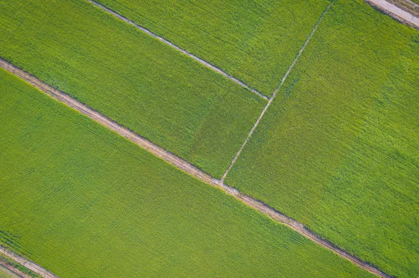 Imagen aérea del hermoso arrozal verde y pasarelas en —  Fotos de Stock
