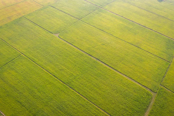 Imagen aérea del hermoso arrozal verde y pasarelas en —  Fotos de Stock