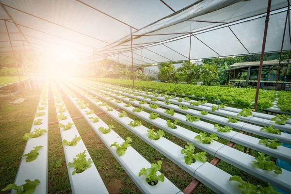 Verdura de salada orgânica hidropônica verde em fazenda, Tailândia. Foco seletivo — Fotografia de Stock