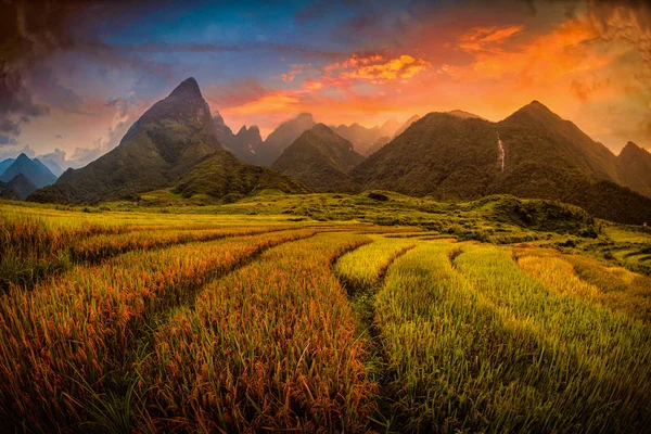 Reisfelder Auf Terrassen Mit Dem Mount Fansipan Hintergrund Bei Sonnenuntergang — Stockfoto
