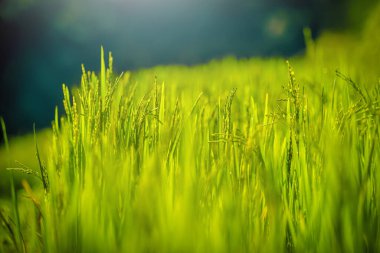 Yeşil arka planda ışık huzmesi olan çeltik tarlasını kapatın..