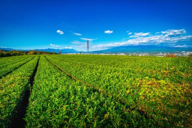 Mt. Dağın manzara resmi. Shizuoka, Japonya 'da gündüz vakti yeşil çay tarlasıyla Fuji.