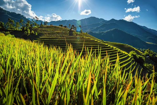 Reisfelder Auf Terrassen Mit Holzpavillon Vor Blauem Himmel Cang Chai — Stockfoto