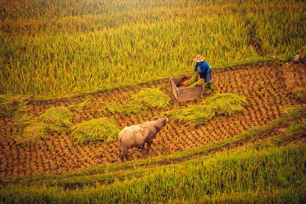 Mulheres Agricultoras Estão Colhendo Arroz Campo Pôr Sol Cang Chai — Fotografia de Stock