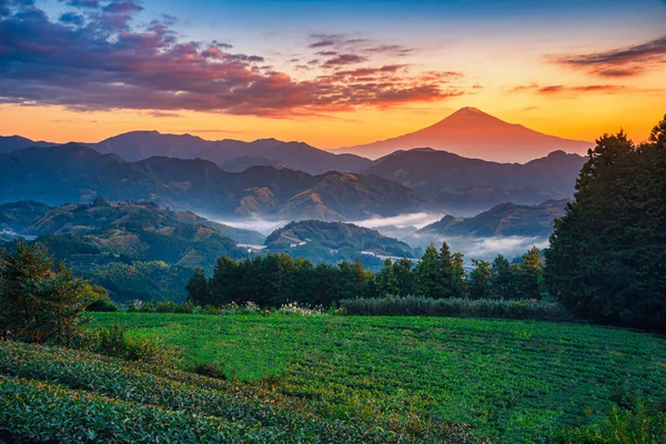 富士山 静岡県の日の出に緑の茶畑のある富士山 — ストック写真