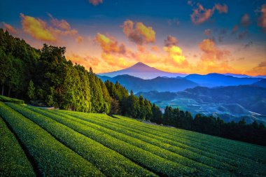 Mt. Shizuoka, Japonya 'da gün doğumunda yeşil çay tarlasıyla Fuji.
