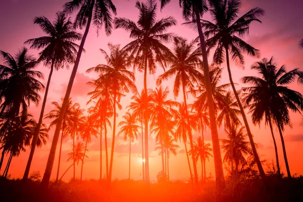 Silueta Kokosové Palmy Pláži Při Západu Slunce Ročník Tónu — Stock fotografie