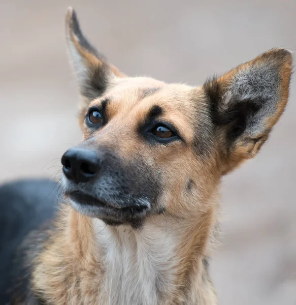 Bir sokak köpeği görünümünü