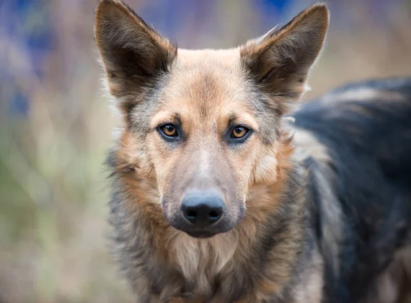 Bir sokak köpeği görünümünü