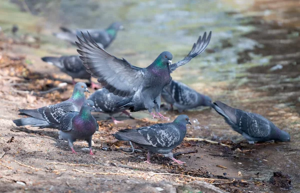 Kuşlar nehirden su içmek — Stok fotoğraf