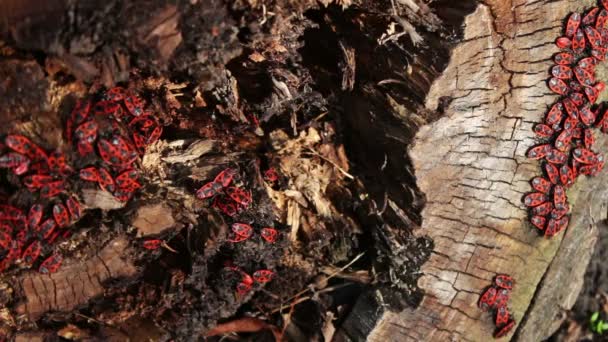 Firebug tai Pyrrhocoris apterus — kuvapankkivideo