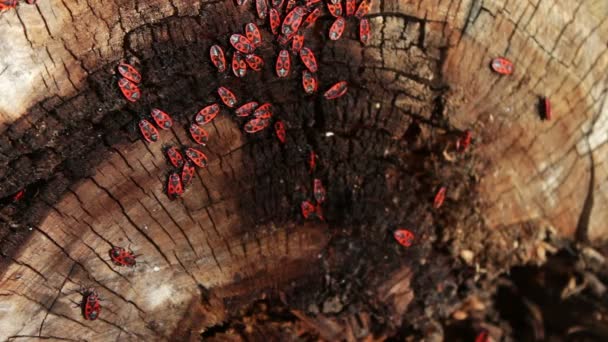 Firebug'ı veya Pyrrhocoris apterus — Stok video