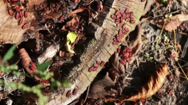 Firebug'ı veya Pyrrhocoris apterus