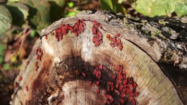 Firebug'ı veya Pyrrhocoris apterus