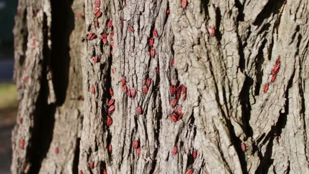 The firebug or Pyrrhocoris apterus — Stock Video