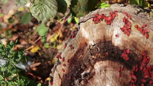 Feuerwanze oder Pyrrhocoris apterus — Stockvideo