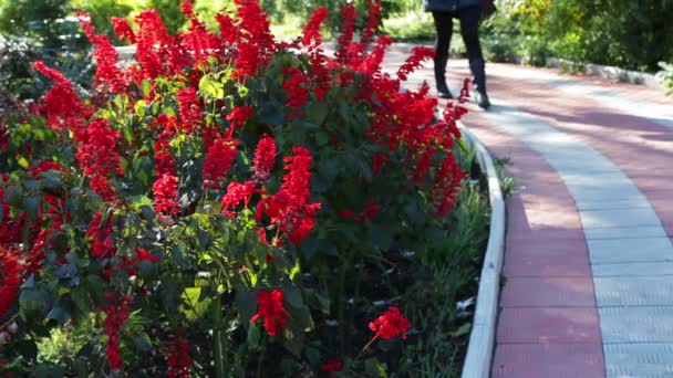 Walkway in autumn park — Stock Video