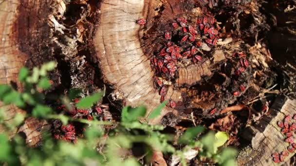 The firebug or Pyrrhocoris apterus — Stockvideo