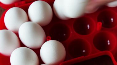 kırmızı plastik tepsi veya kutudaki çiğ yumurta