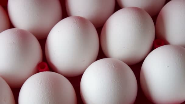Huevos crudos frescos en una bandeja roja — Vídeos de Stock