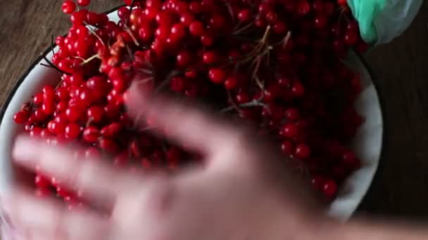 Bessen van de Viburnum in een aardewerken pot en op de oude houten tafel. — Stockvideo