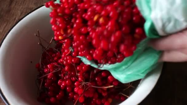 Bessen van de Viburnum in een aardewerken pot en op de oude houten tafel. — Stockvideo