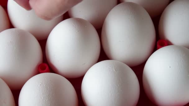 Huevos crudos frescos en una bandeja roja — Vídeos de Stock