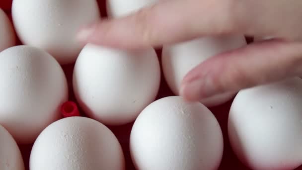 Свежие сырые яйца в красном лотке — стоковое видео