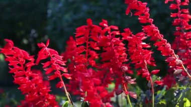 güzel kırmızı sonbahar çiçekler