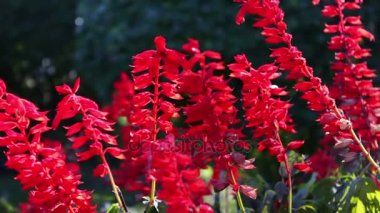 güzel kırmızı sonbahar çiçekler