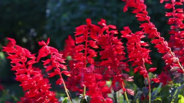 güzel kırmızı sonbahar çiçekler